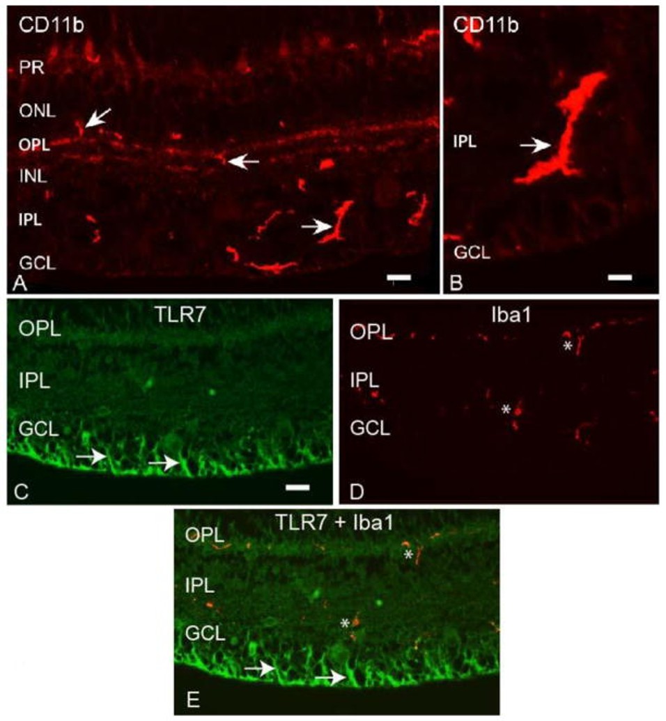 Immunofluorescence using TLR7
