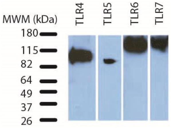 Western Blot using TLR7