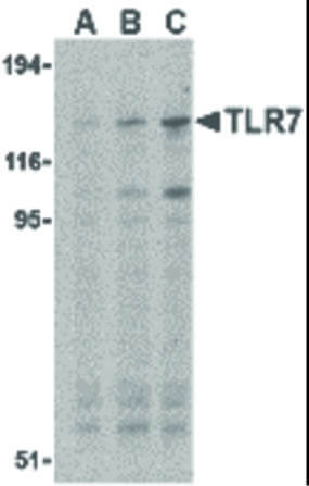 Western Blot of TRL7 Antibody