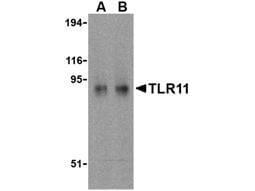 Anti-TLR11 Antibody - Western Blot