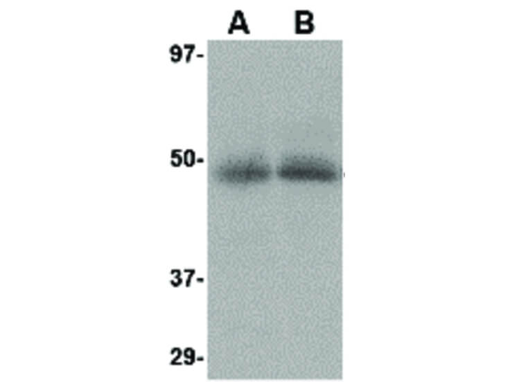 Western Blot of CXCR4-Lo Antibody