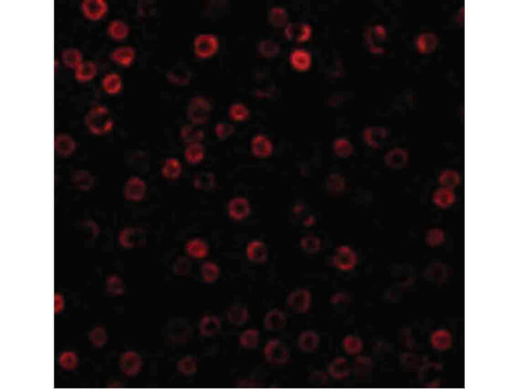 Immunofluorescence of DAD1 Antibody