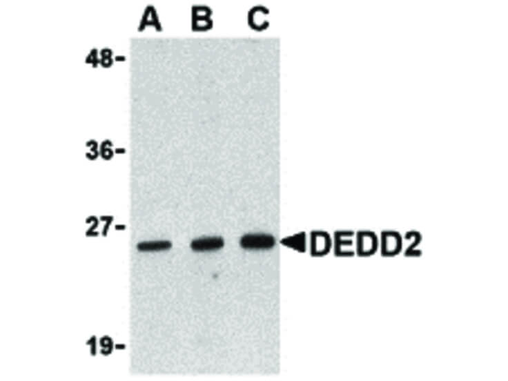 Western Blot of DEDD2 Antibody