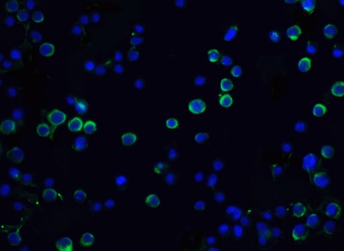 Immunofluorescence of DFF45