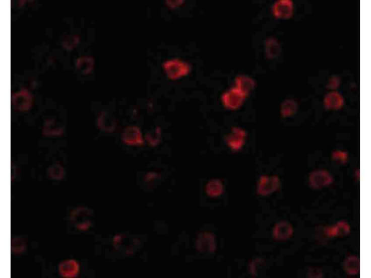 Immunofluorescence of DR3 Antibody