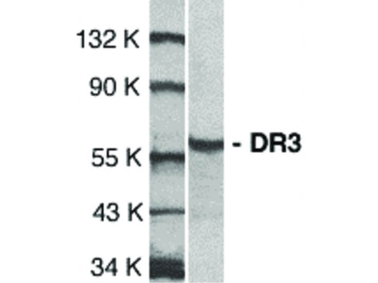 Western Blot of DR3 Antibody