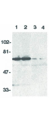 Western Blot of DR6 Antibody