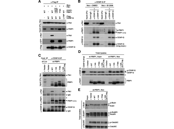 Western Blot using CENP-Q
