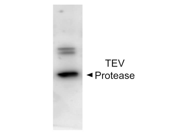 Anti-TEV protease, western blot
