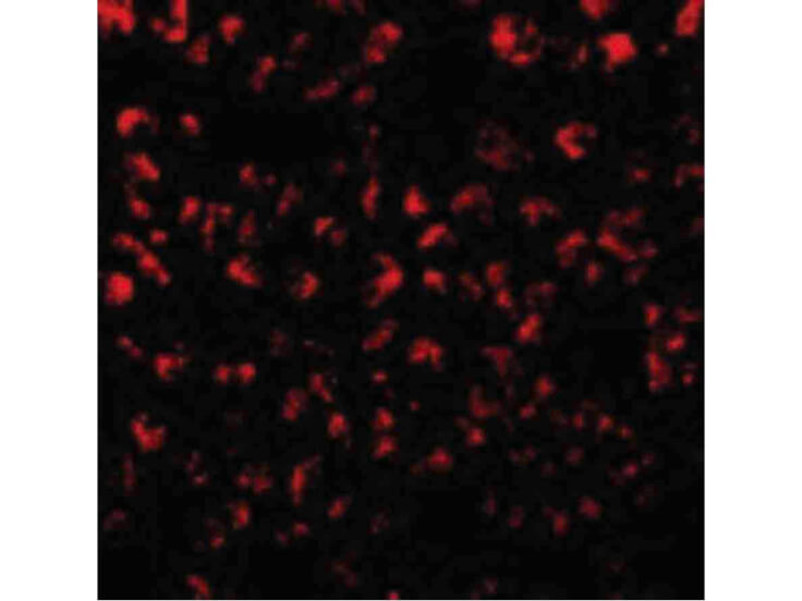 Immunofluorescence of Eotaxin Antibody