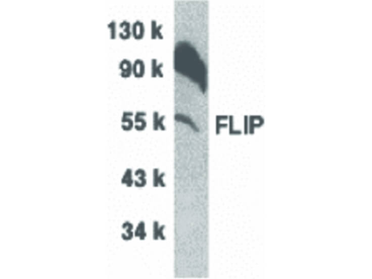 Western Blot of FLIP Antibody
