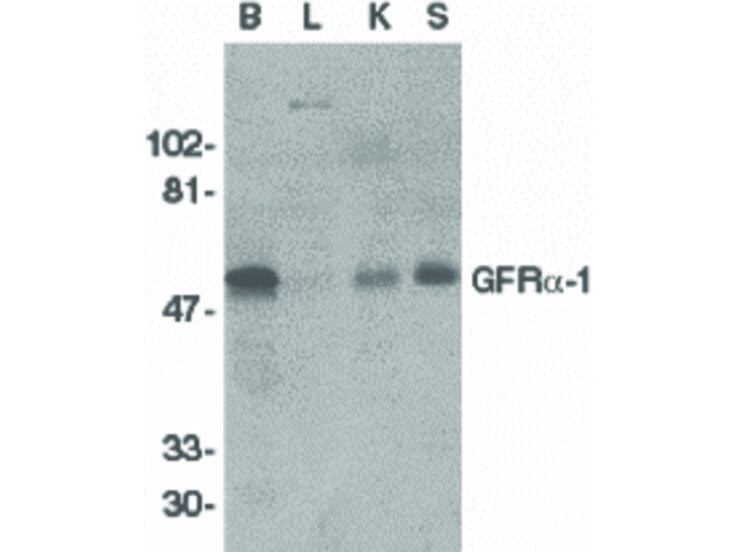 Western Blot of GFR alpha 1 Antibody