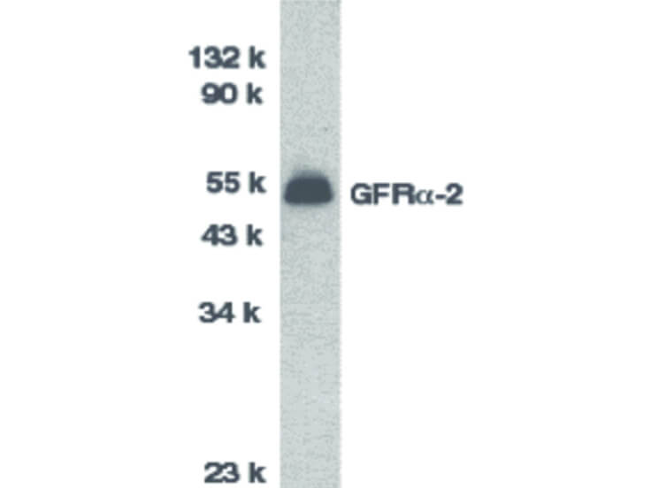 Western Blot of GFR alpha 2 Antibody