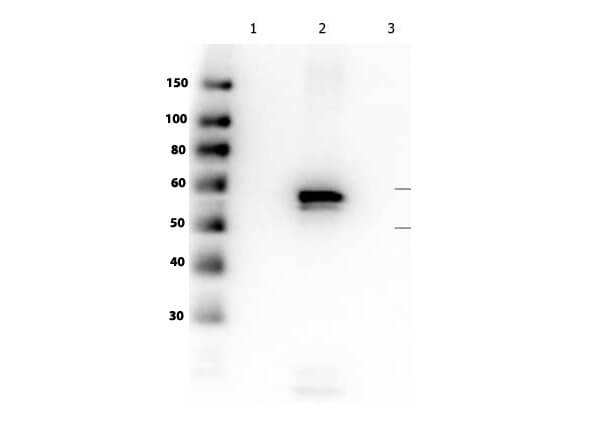 Western blot of Anti-AKT2 (MOUSE) Antibody