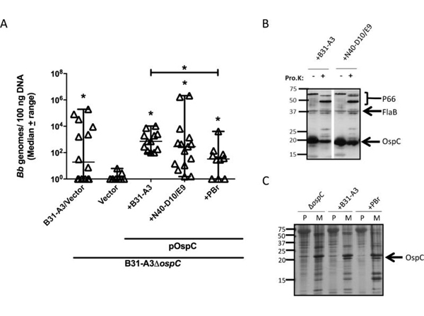 Western Blot using OspC