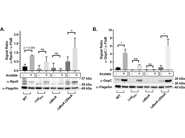 Western Blot using OspC
