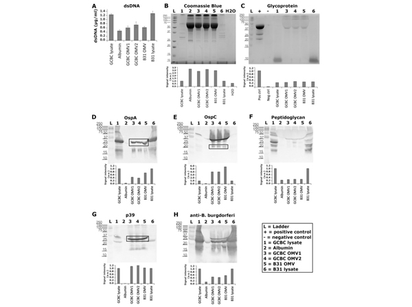 Western Blot using OspC