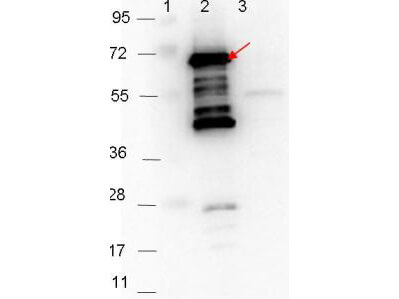 Anti-p35 Antibody - Western Blot