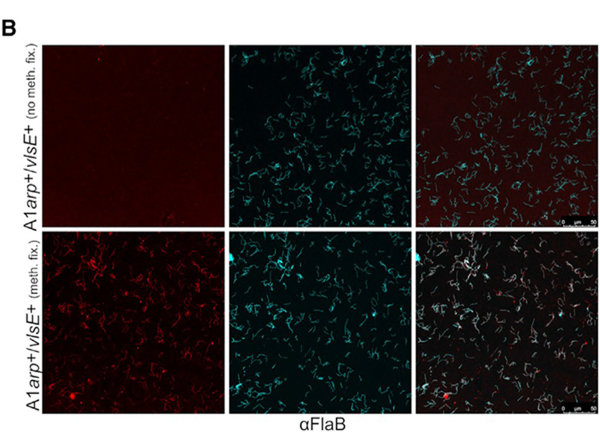 Immunofluorescence using Flagellin