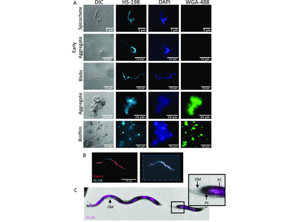 Immunofluorescence using Flagellin