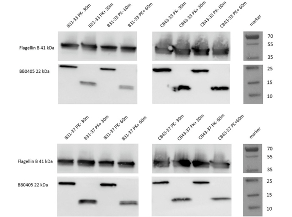 Western Blot using Flagellin
