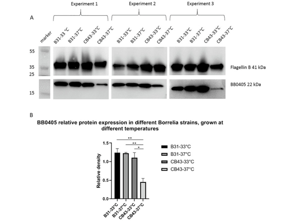 Western Blot using Flagellin