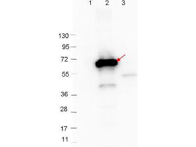 Anti-CRASP-2 Antibody - Western Blot