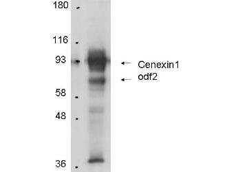 Cenexin-1 Antibody