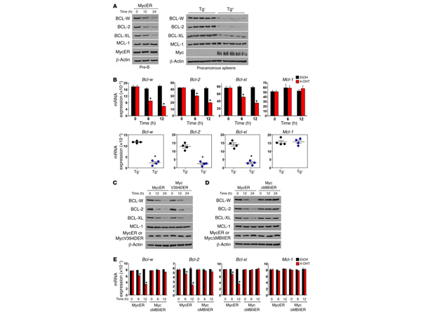 Western Blot using Mcl1