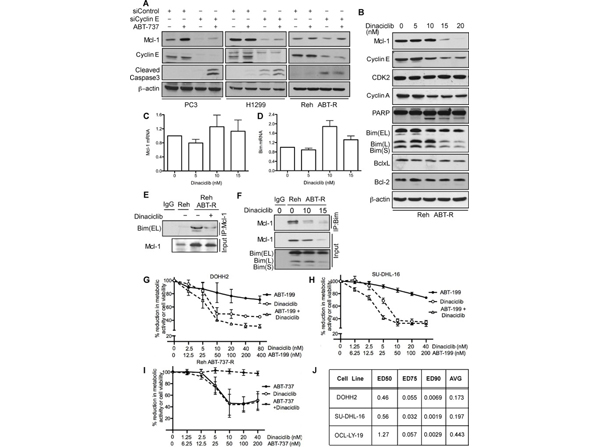 Western Blot using Mcl1