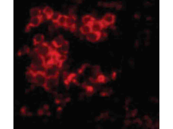 Immunofluorescence of MD-2 Antibody