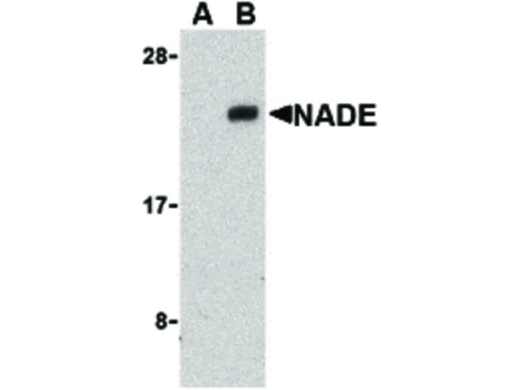 Western Blot of NADE Antibody