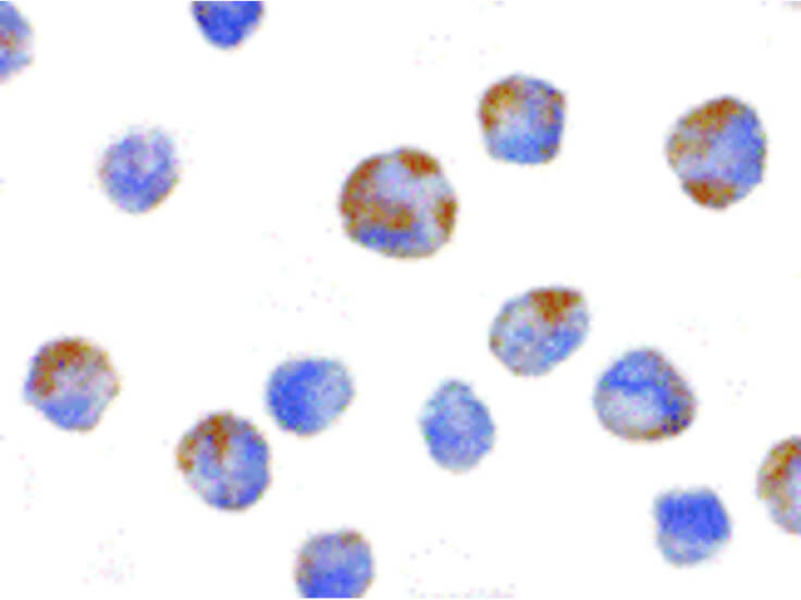 Immunocytochemistry of NALP1 Antibody