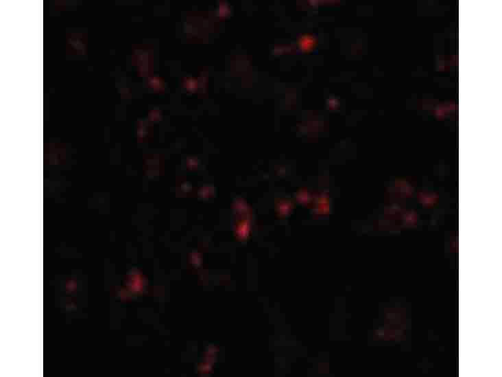 Immunofluorescence of NALP1 Antibody