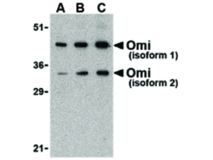 Western Blot of OMI Antibody