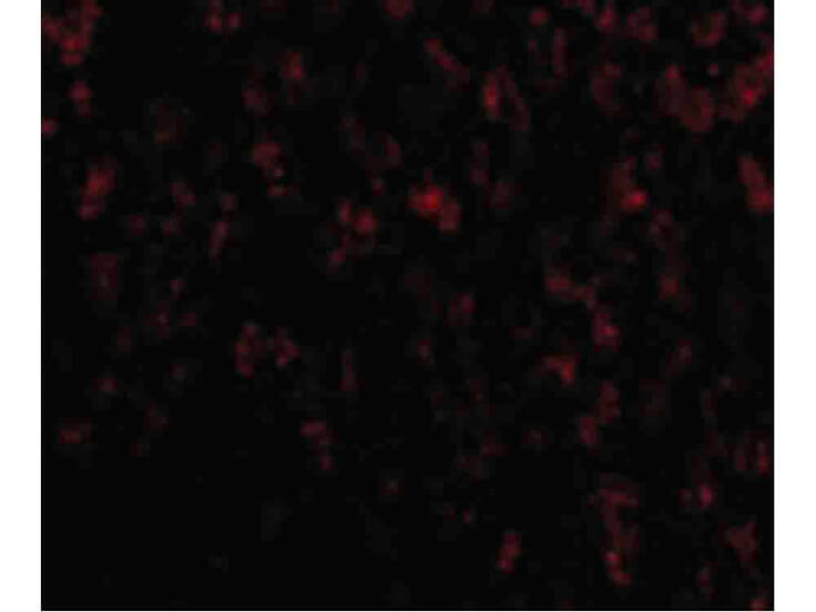 Immunofluorescence of OMI Antibody