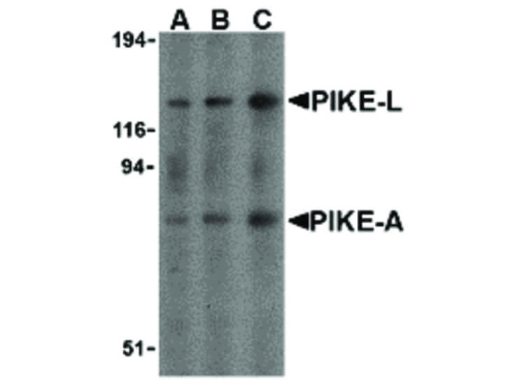 Western Blot of PIKE Antibody