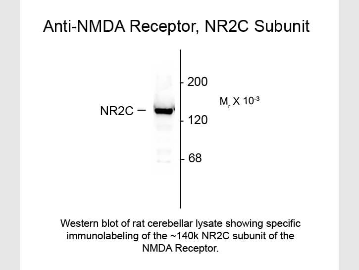Western blot of Anti-NMDA R2C (Rabbit) Antibody - 600-401-D94