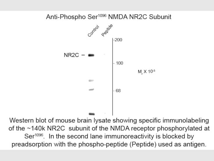 Western blot of Anti-NMDA 2C pS1096 (Rabbit) Antibody - 600-401-D95