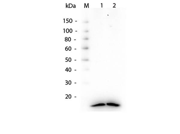 Western blot of Histone H3 antibody