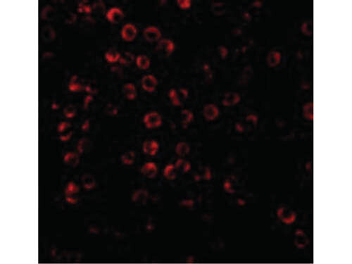 Immunofluorescence of SODD Antibody