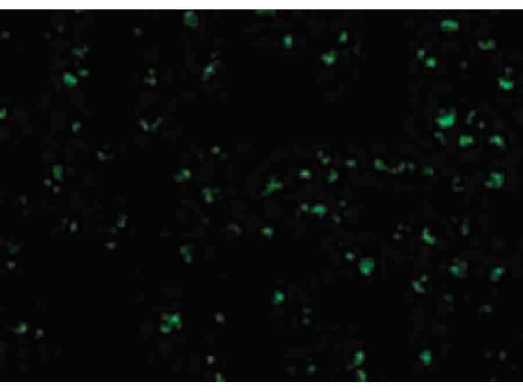 Immunofluorescence of TIRP Antibody