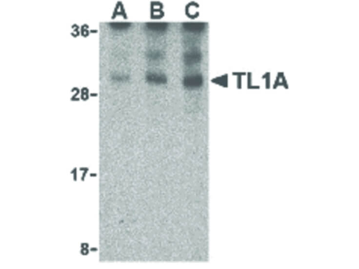 Western Blot of TL1A Antibody