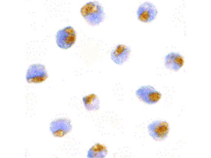 Immunocytochemistry of TLR1 Antibody