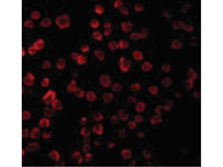 Immunofluorescence of TLR11 Antibody