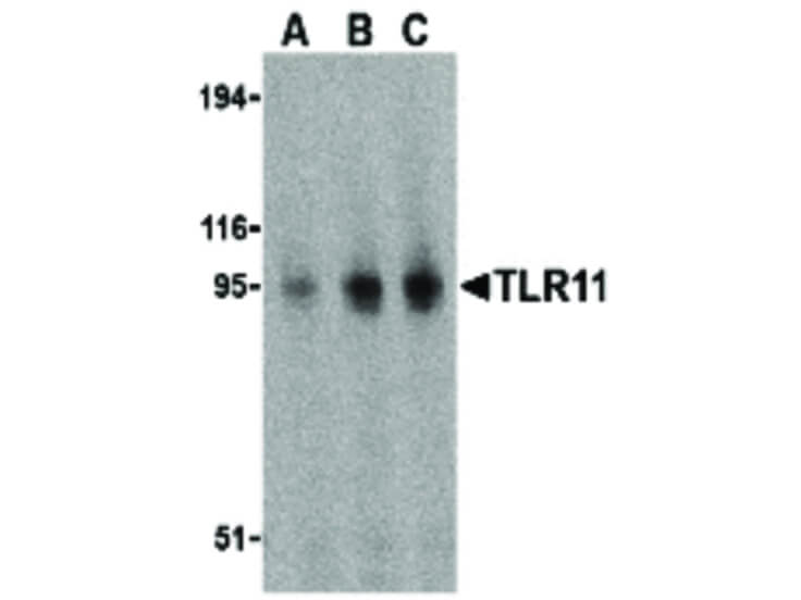 Western Blot of TLR11 Antibody