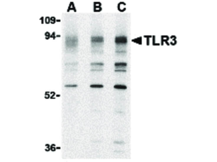 Western Blot of TLR3 Antibody