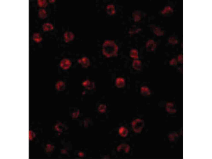 Immunofluorescence of TLR3 Antibody