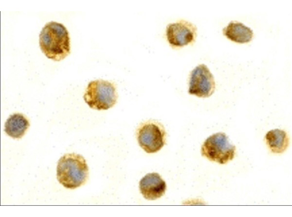 Immunocytochemistry Validation of BAFF