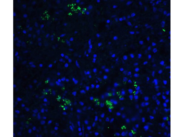 Immunofluorescence Validation of BAFF